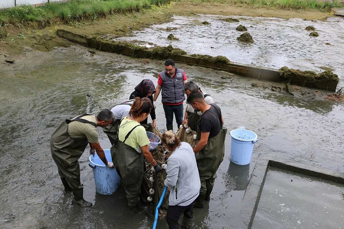 Bolu'da Üretilen 1 Milyon Yavru Pullu Sazan Balığı Ankara'daki Göllere Salınıyor
