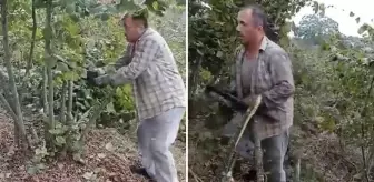 Fındık fiyatlarından memnun kalmayan çiftçi, 'Para etmiyor' diyerek ağaçlarını kesti