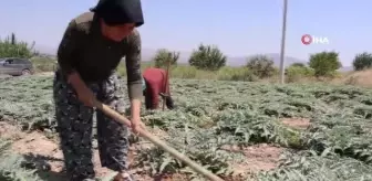 İlk kez ettikleri enginarın hasadı için gün sayıyorlar