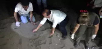 Mersin'de Yumurtadan Çıkan Kaplumbağa Yavruları Denizle Buluştu