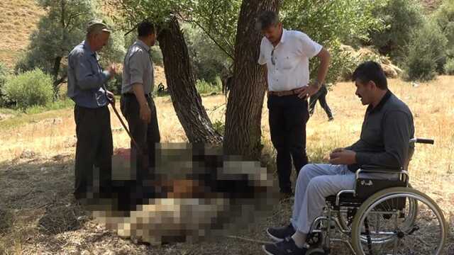 Muş'ta Kurtlar Tarafından Saldırıya Uğrayan Koyun Sürüsü