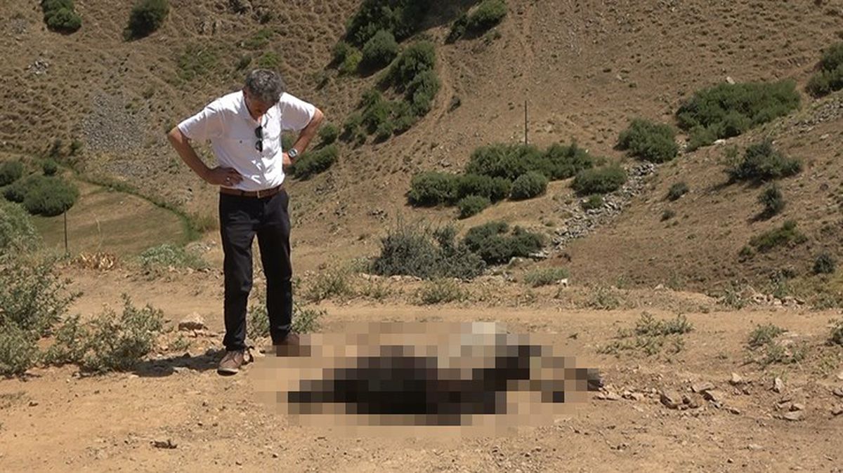 Muş'ta sürüye saldıran kurtlar 35 koyunu telef etti