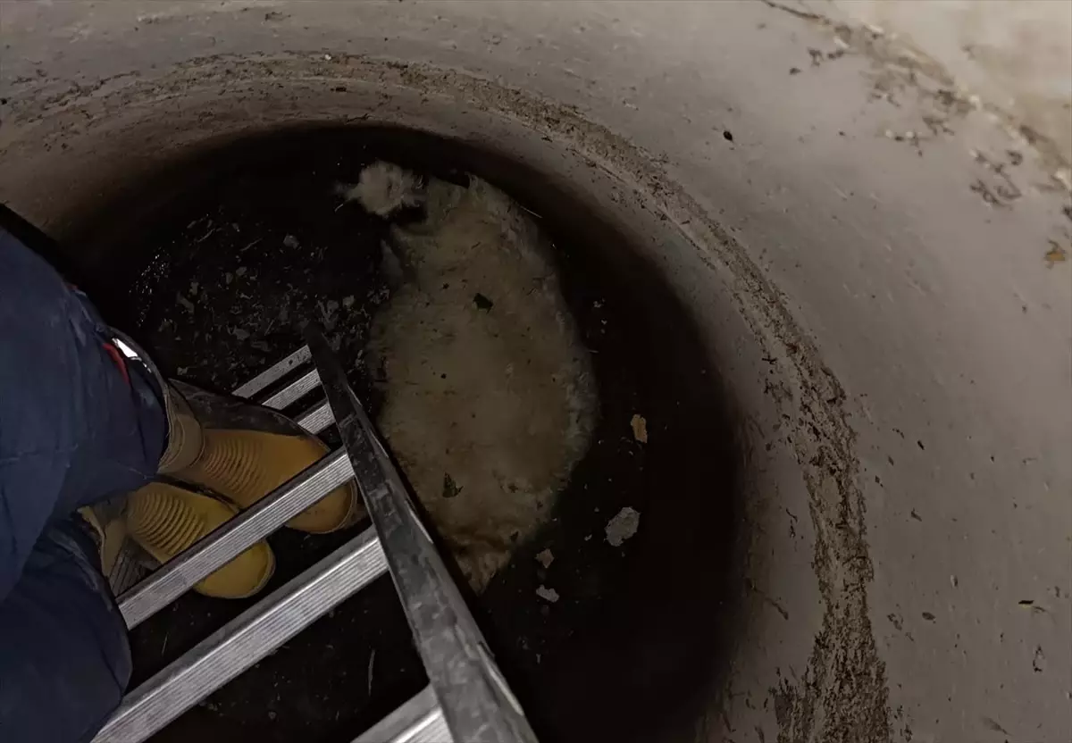 Özalp'ta rögara düşen koyunu itfaiye ekipleri kurtardı