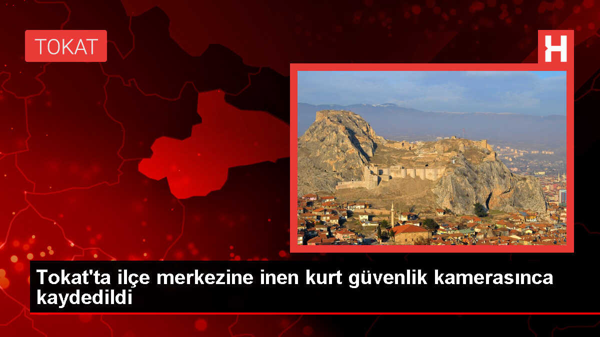 Tokat'ın Almus ilçesinde yerleşim yerine inen kurt güvenlik kamerasınca görüntülendi