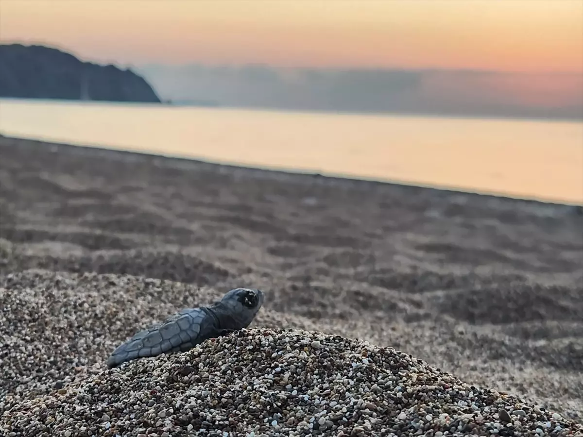 Çıralı sahilindeki caretta carettalar denizle buluştu