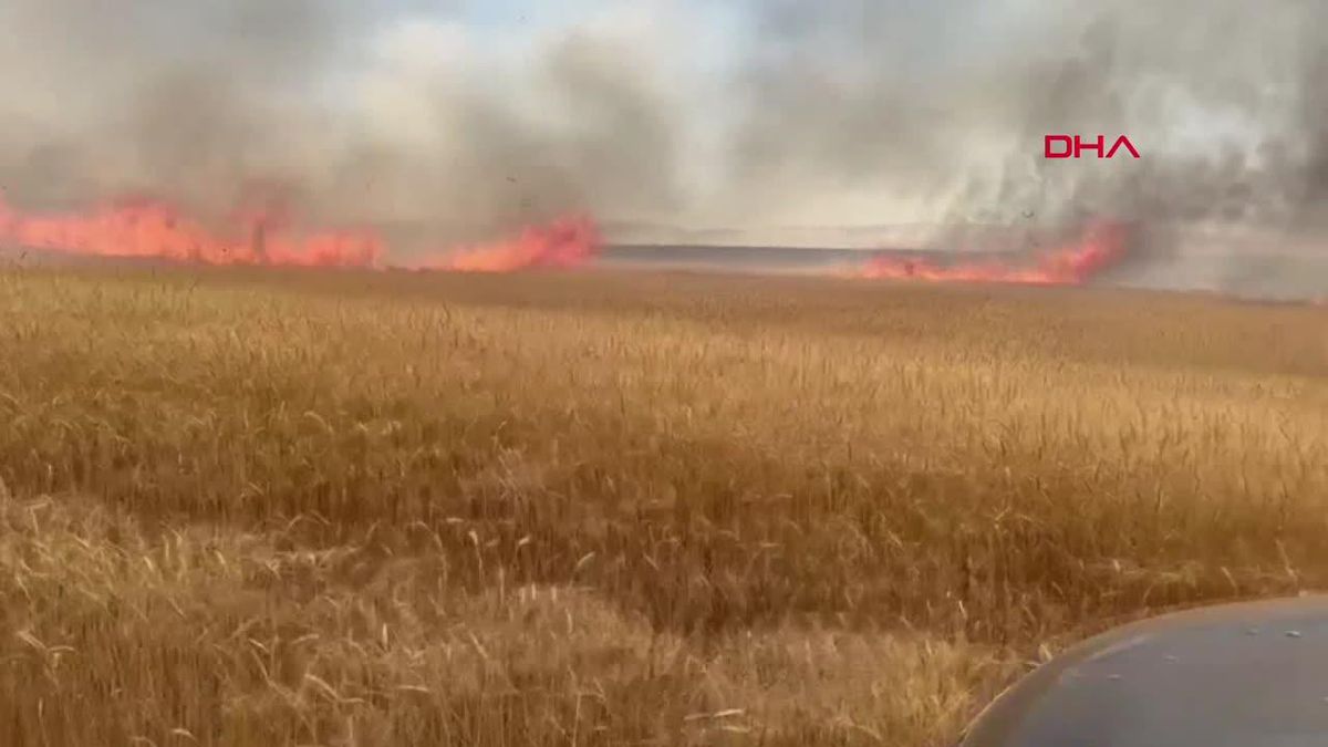 Sivas'ta çıkan yangında 2 bin 250 dönüm ekili arazi zarar gördü