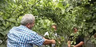 Karadeniz'de fındık hasadı başladı