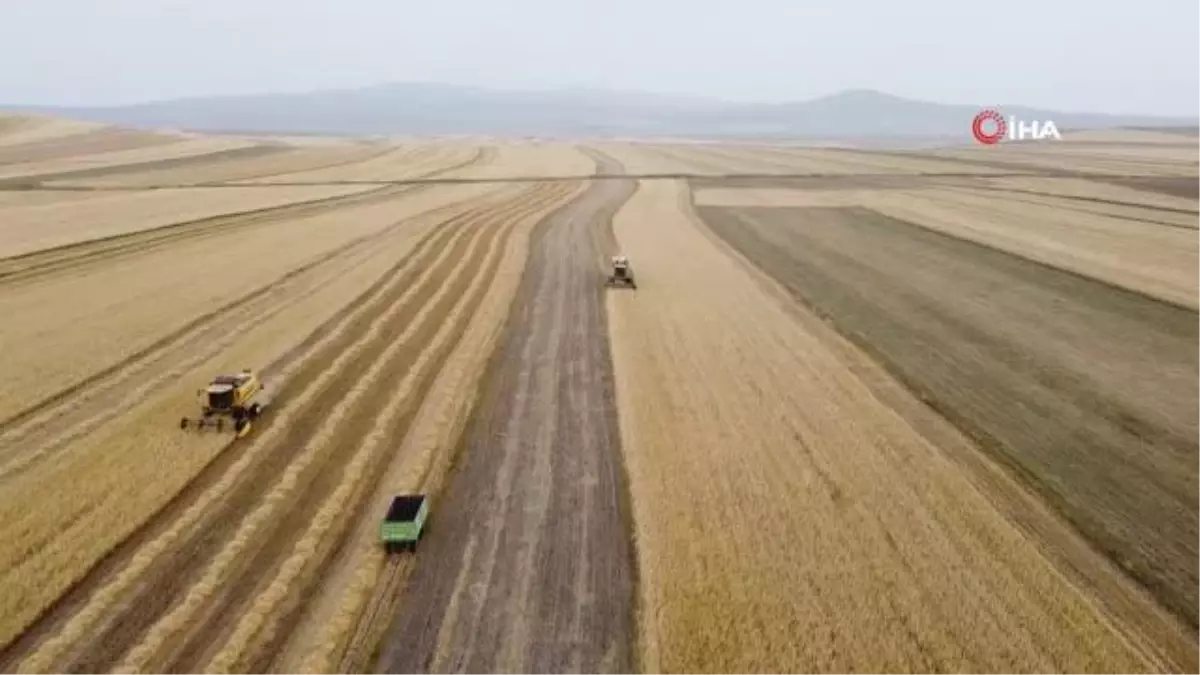 Kars'ta arpa hasadı başladı