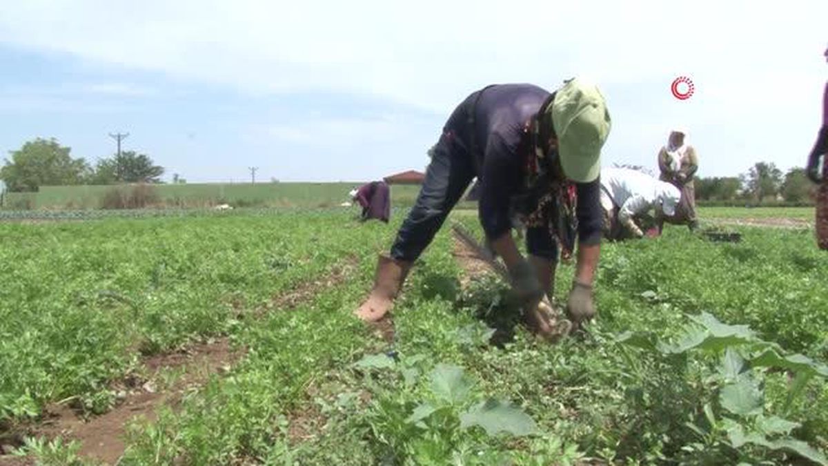 Edirne'de Mevsimlik Tarım İşçileri Sıcaklara Rağmen Çalışıyor