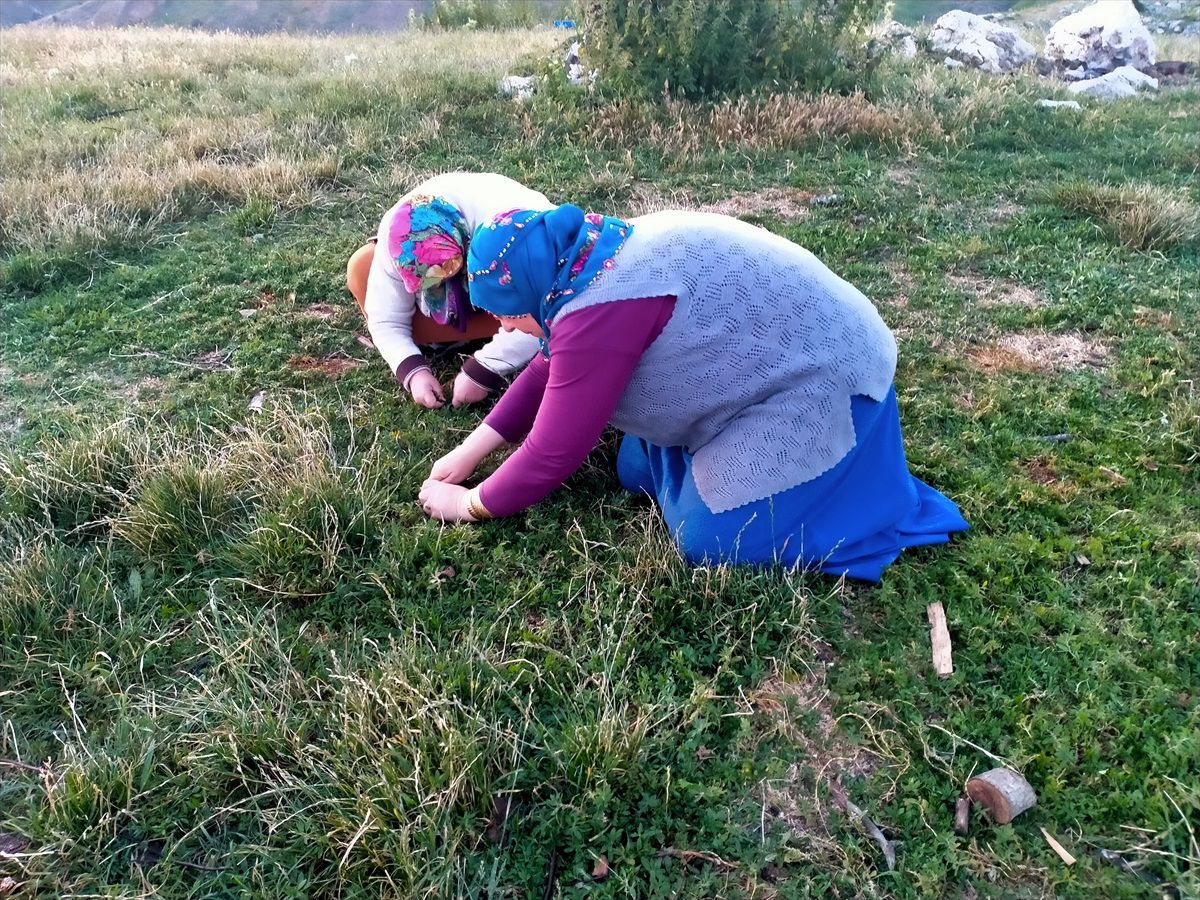 Tokat'ta Madımak Hasadı Yapılıyor