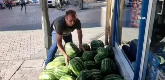 Tunceli'de Organik Karpuz Hasadı Başladı