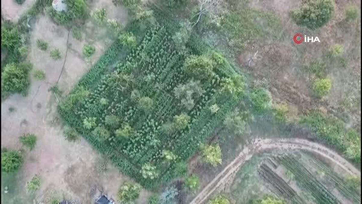 İzmir'de Dron Destekli Operasyonda Binlerce Kök Kenevir Ele Geçirildi
