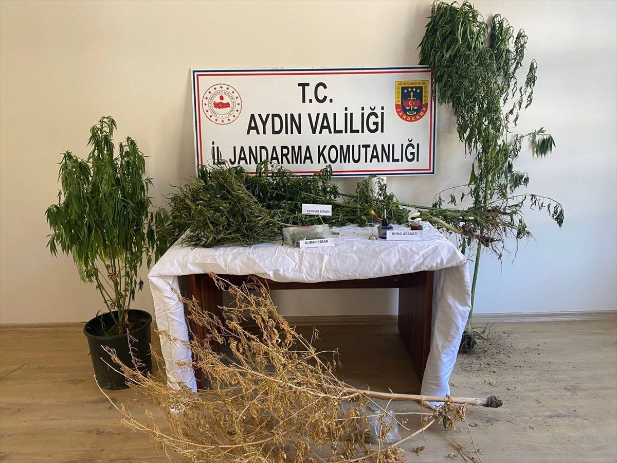 Aydın'da Hint keneviri yetiştiricileri yakalandı