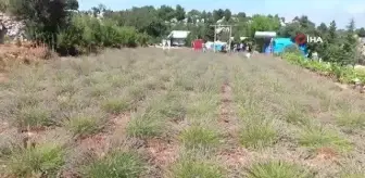 Mersin'de Girişimci Kadın İlçenin İlk Lavanta Bahçesini Kurdu