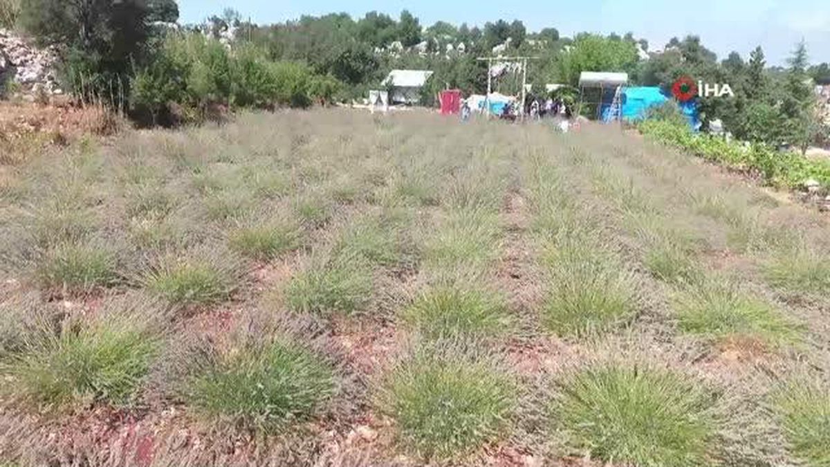 Mersin'de Girişimci Kadın İlçenin İlk Lavanta Bahçesini Kurdu