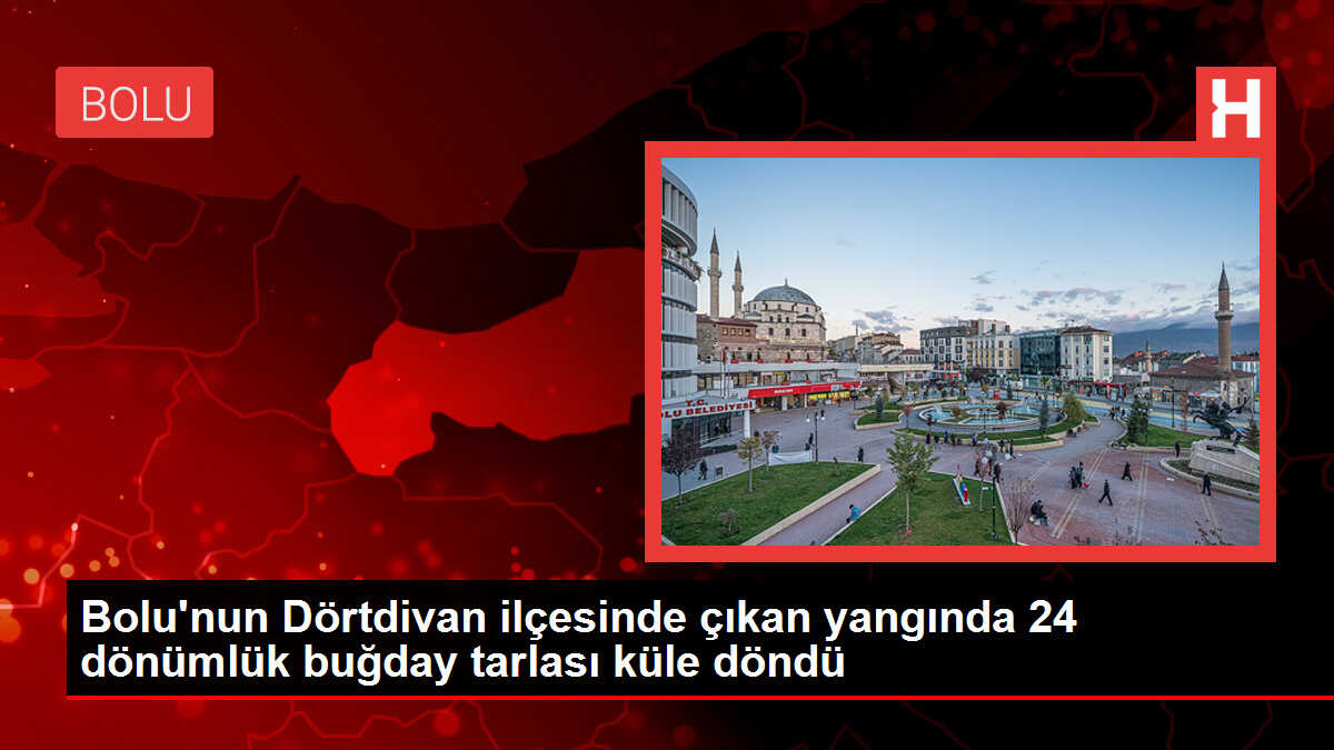 Bolu'nun Dörtdivan ilçesinde çıkan yangında 24 dönümlük buğday tarlası küle döndü