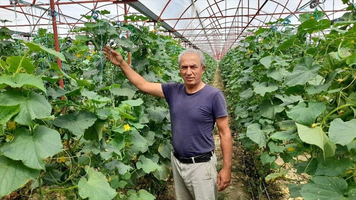 Elmalı'da Örtü Altı Üretimi 18 Bin Dekara Ulaştı