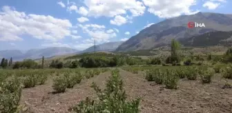 Erzincan'da Aronya Yetiştiriciliği Projesi