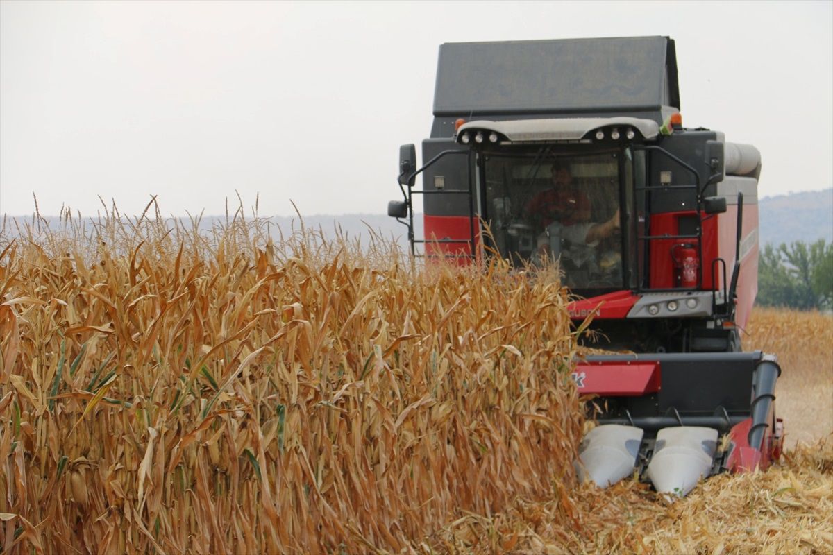 Adana Kozan'da Mısır Hasadı Başladı