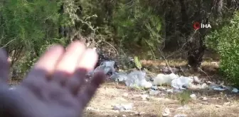Ormana atılan çöpler isyan ettirdi