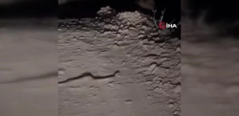 Yüksekova'da engerek yılanı görüntülendi