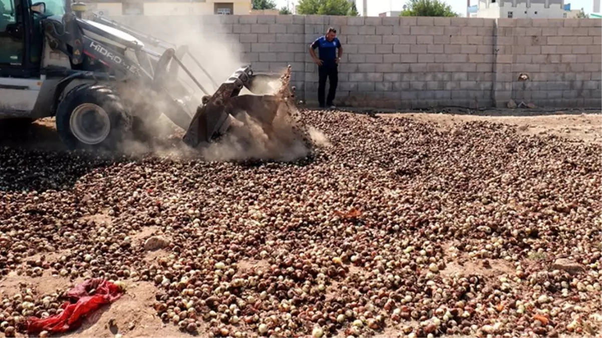 Şanlıurfa'da kurutulup yeniden piyasaya sürülmek istenen 4 ton çürümüş soğan imha edildi