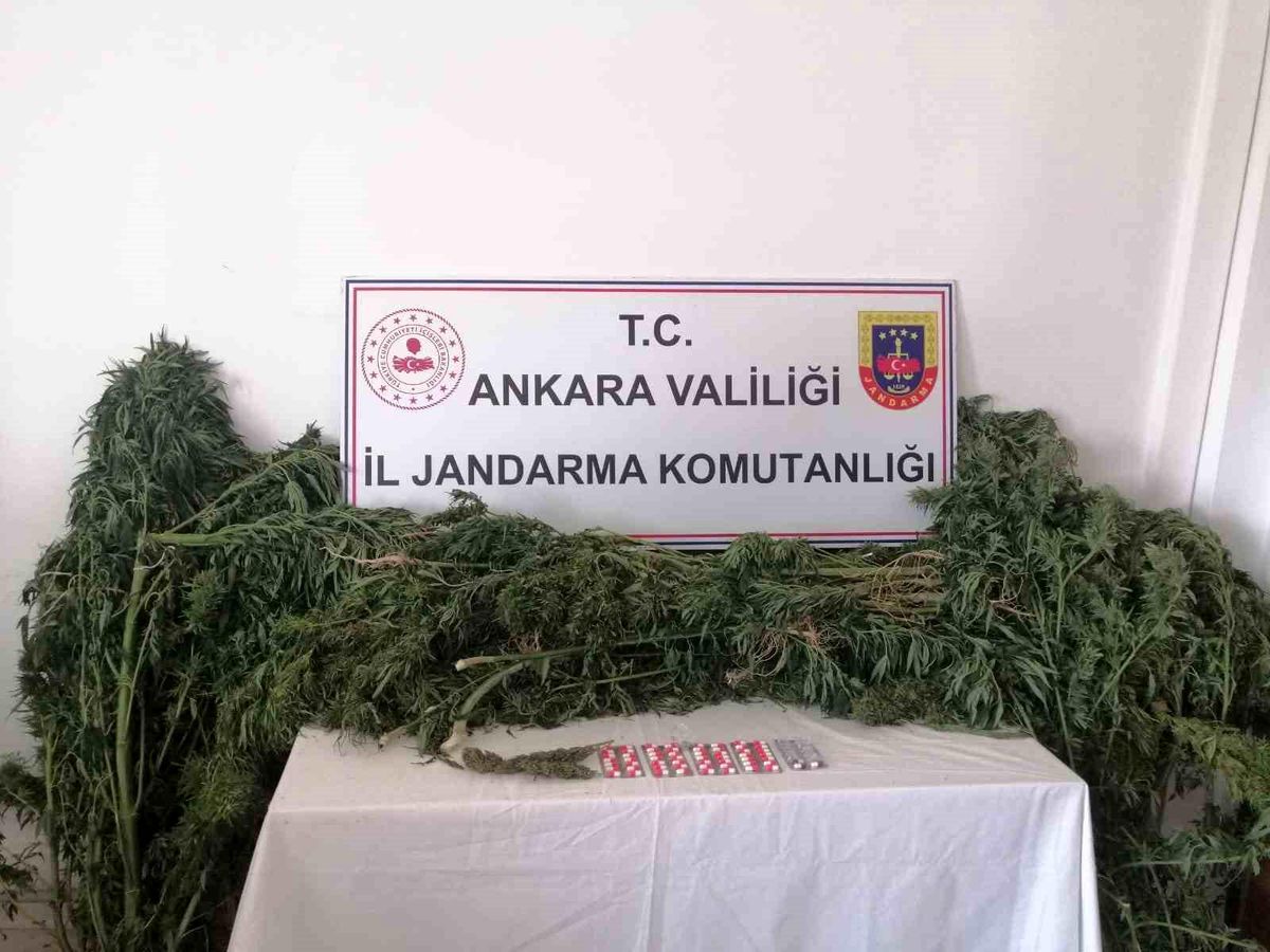 Ankara Sincan'da Hobi Bahçelerinde Uyuşturucu Operasyonu