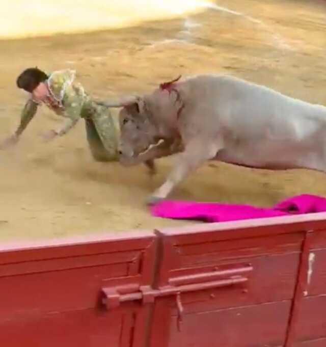 Boğanın güreş sırasında boynuzunu anüsüne sapladığı matador ağır yaralandı