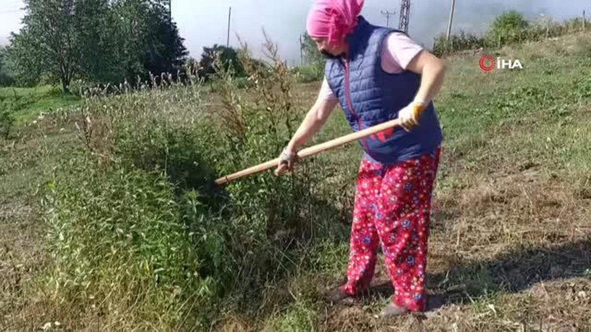 Ordu'da Tıbbi Nane Üretimi Yapan Kuzenler Alman Firmalarını Rakip Aldı