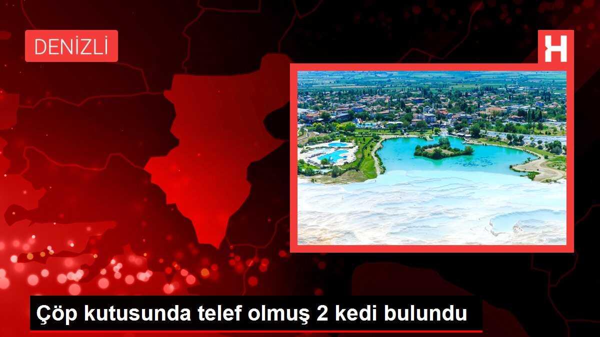 Çöp kutusunda telef olmuş 2 kedi bulundu