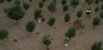 Kızılcıkta hasat zamanı