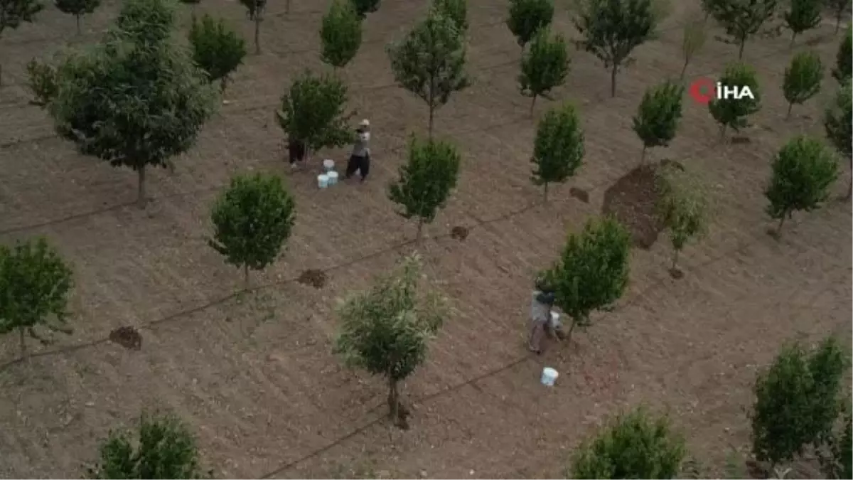 Kızılcıkta hasat zamanı