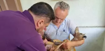 Köpeklerin Saldırdığı Karaca Yavrusu Kurtarıldı