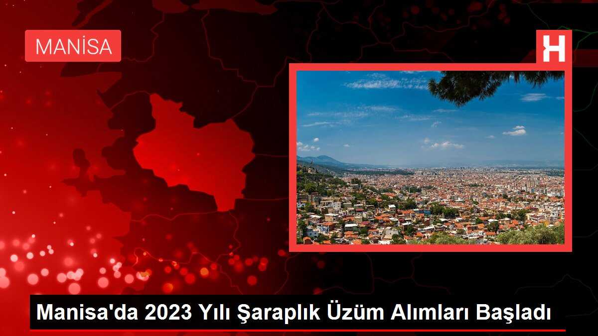 Manisa'da 2023 Yılı Şaraplık Üzüm Alımları Başladı