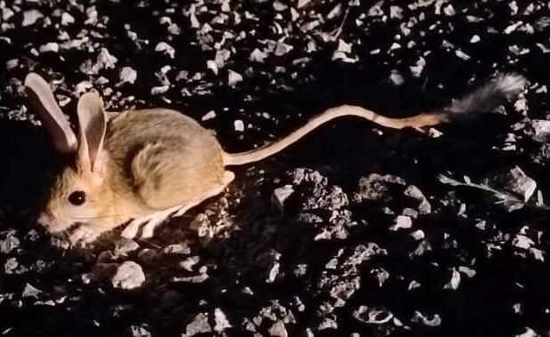 Nesli tükenmekte olan Arap tavşanı Erzincan'da görüntülendi Nesli tükenmekte olan Arap tavşanı Erzincan'da görüntülendi