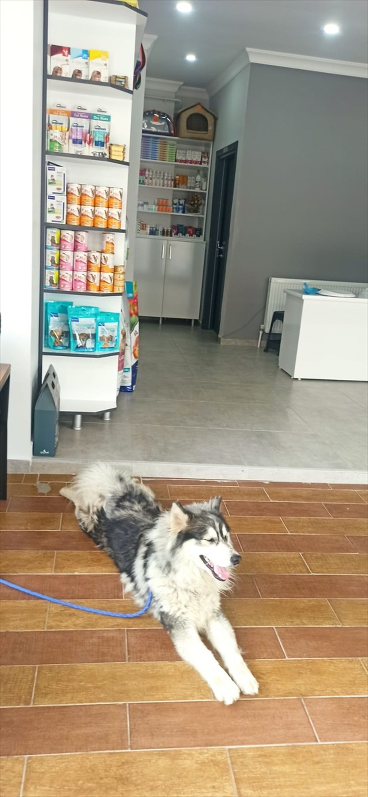 İstanbul'da kaybolan köpek Edirne'de bulundu