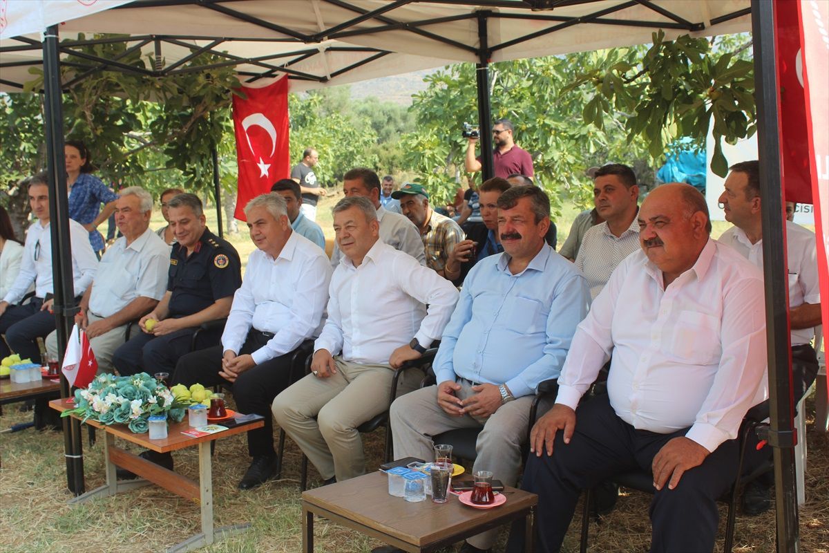 İzmir'de organik incir hasadı gerçekleştirildi