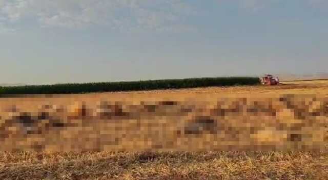 Mardin'de 80 Küçükbaş Hayvan Su İçtikten Sonra Telef Oldu