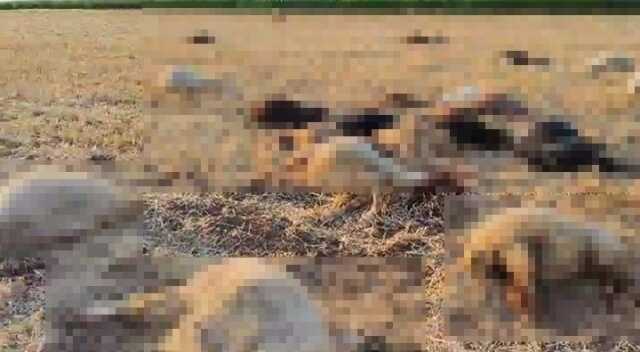 Mardin'de 80 Küçükbaş Hayvan Su İçtikten Sonra Telef Oldu
