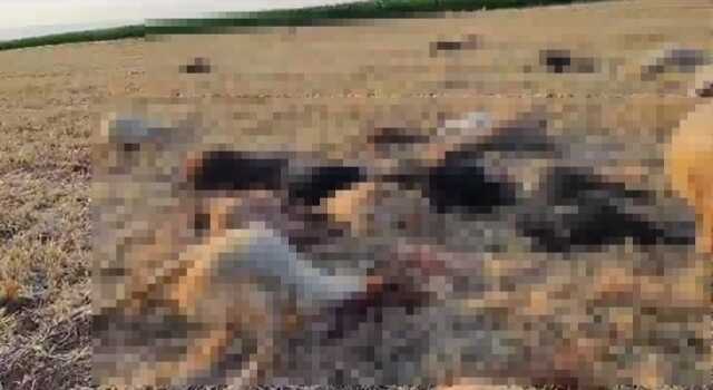 Mardin'de 80 Küçükbaş Hayvan Su İçtikten Sonra Telef Oldu