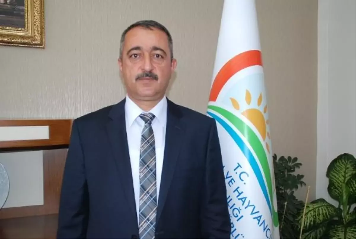 Niğde'de Erkenci Elma Hasadı Başladı