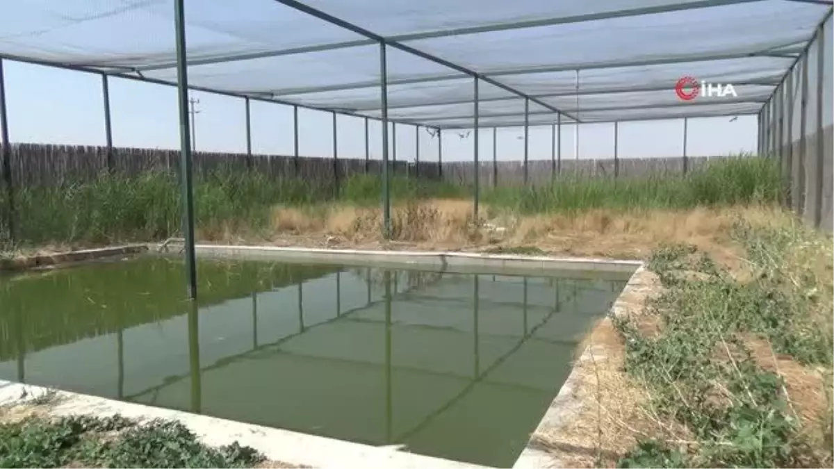 Tedavileri tamamlanan 3 leylek doğaya salındı