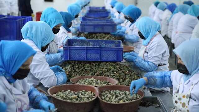 Türkiye, deniz salyongozu ihracatından 7 ayda yaklaşık 10 milyon dolar kazandı