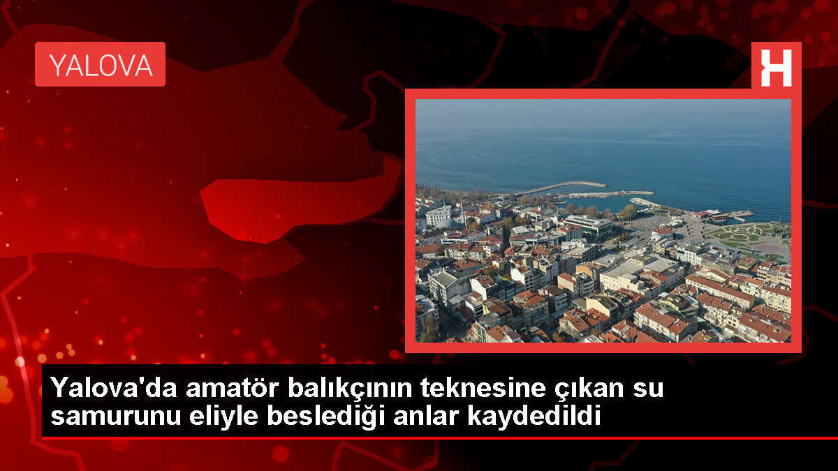 Amatör balıkçı su samurunu balık vererek besledi