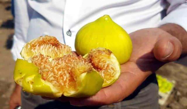 Aydın'da taze incir hasadı başladı! Tarlada 22 TL, pazarda 70 TL