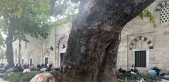 Beyazıt Meydanı'nın çınarı Hüseyin Avni dede: 58 yıldır adının verildiği ağacın altında