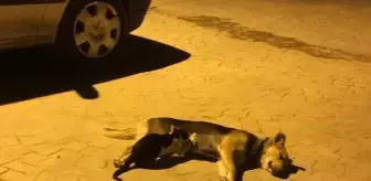 Sahipsiz Köpek, Kedi Yavrularını Emziriyor