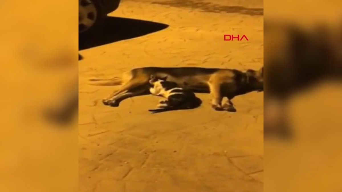 Köpek, annesini kaybeden yavru kedilere annelik yapıyor