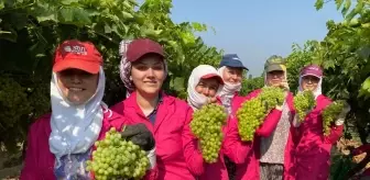 Sultani cinsi sofralık üzüm ihracat yolculuğuna çıktı