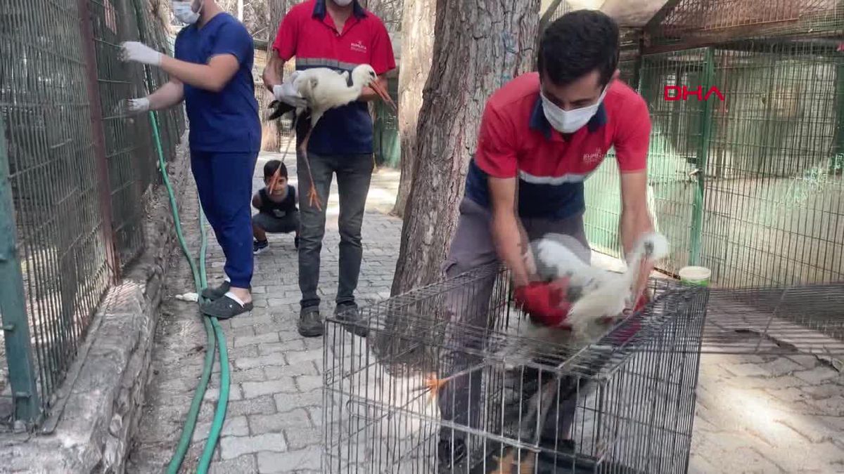 Kumluca'da Plastik Atıkla Beslenen Leylekler Doğal Yaşam Alanına Bırakıldı